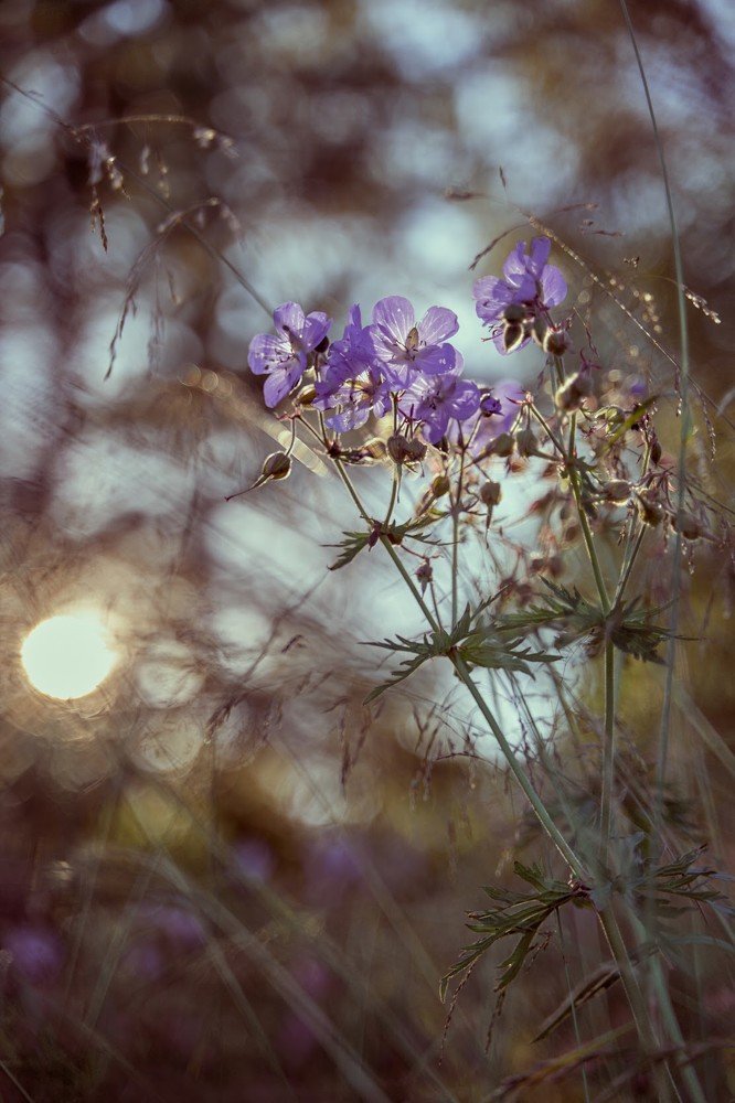 Photograph by Татьяна Машина