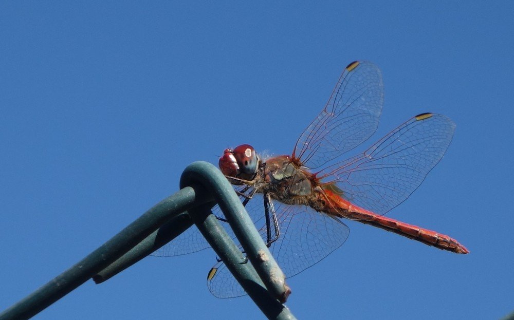 Dragonfly