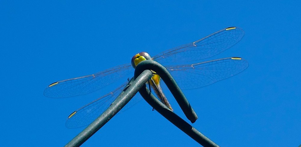 Photograph by Manuela Pereira