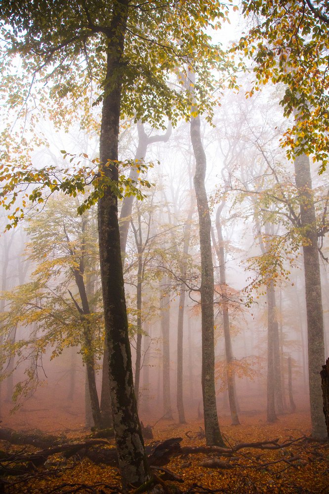Photograph by Пекшева Светлана