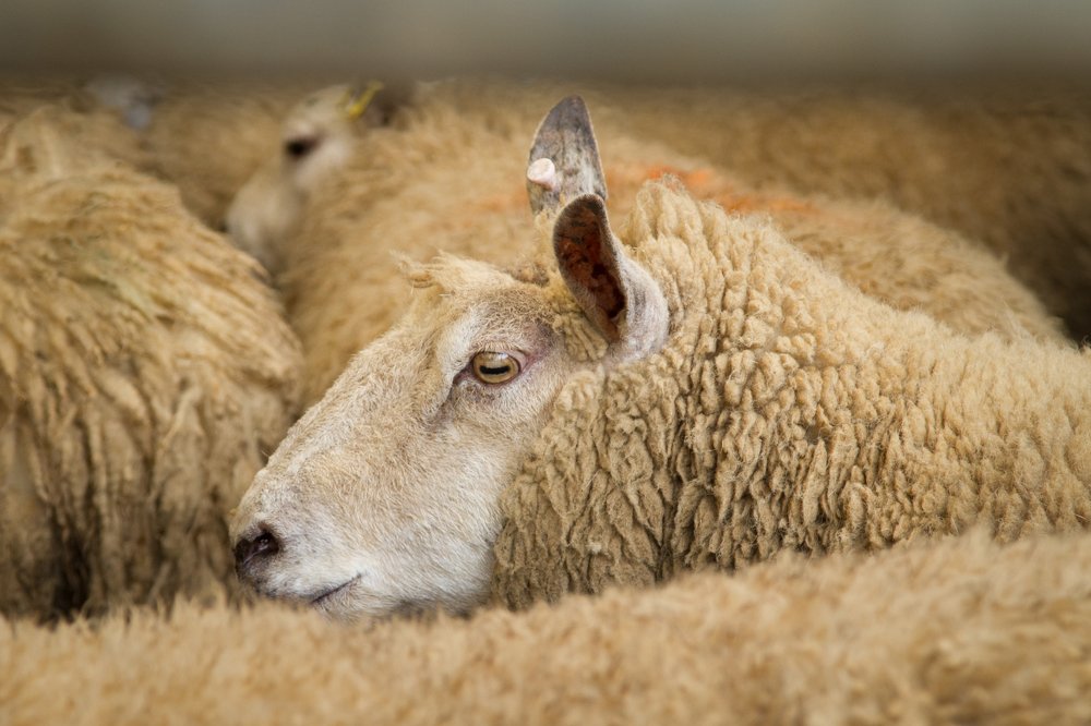 Фотография автора Оксана Мерзликина