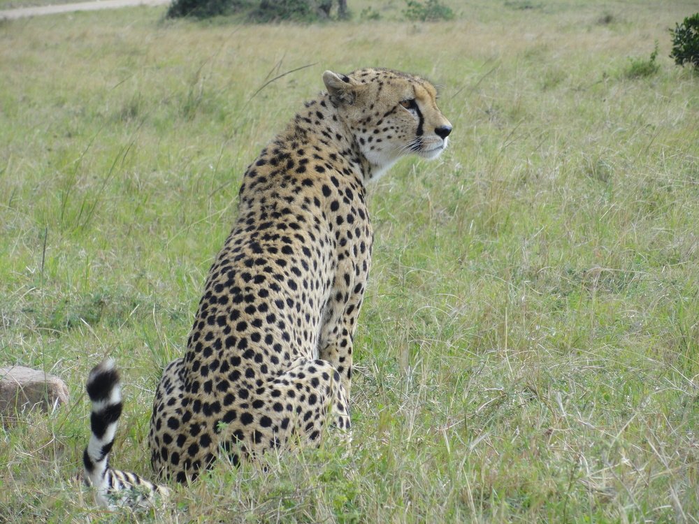 Photo #5237412