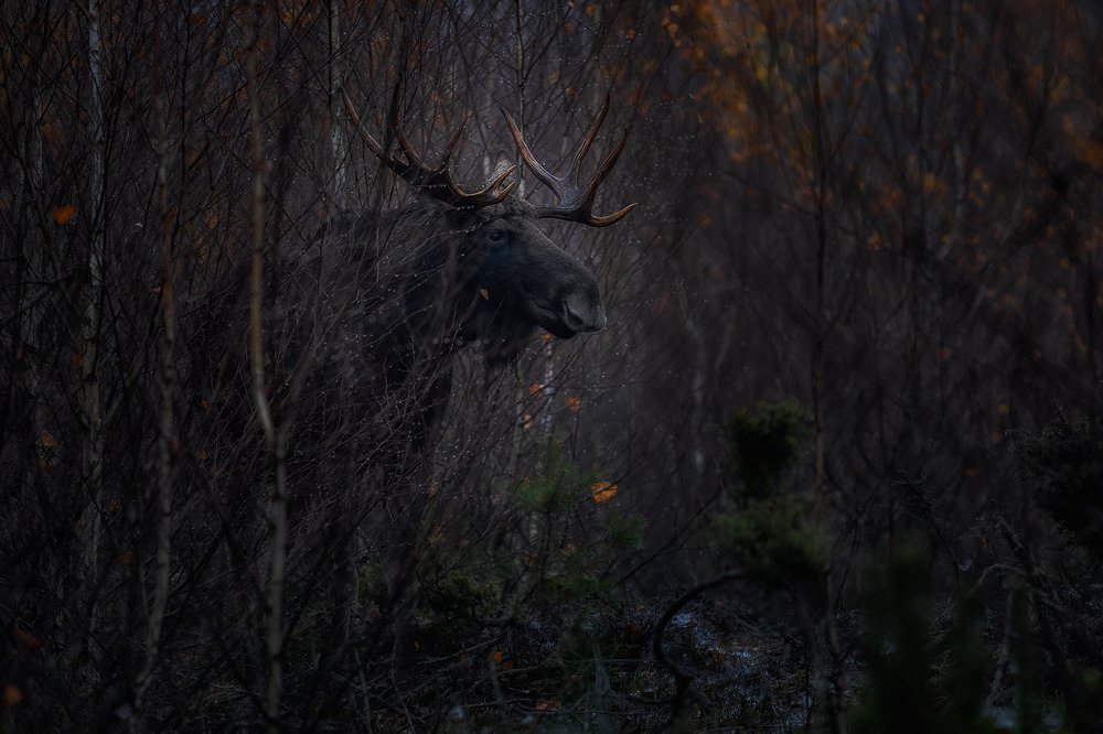 Photograph by Dariusz Dryl