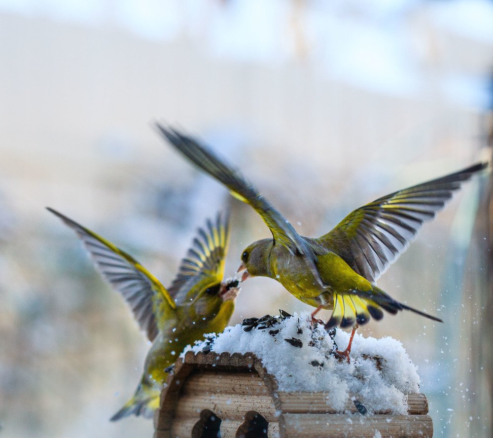 Воинственные зеленушки