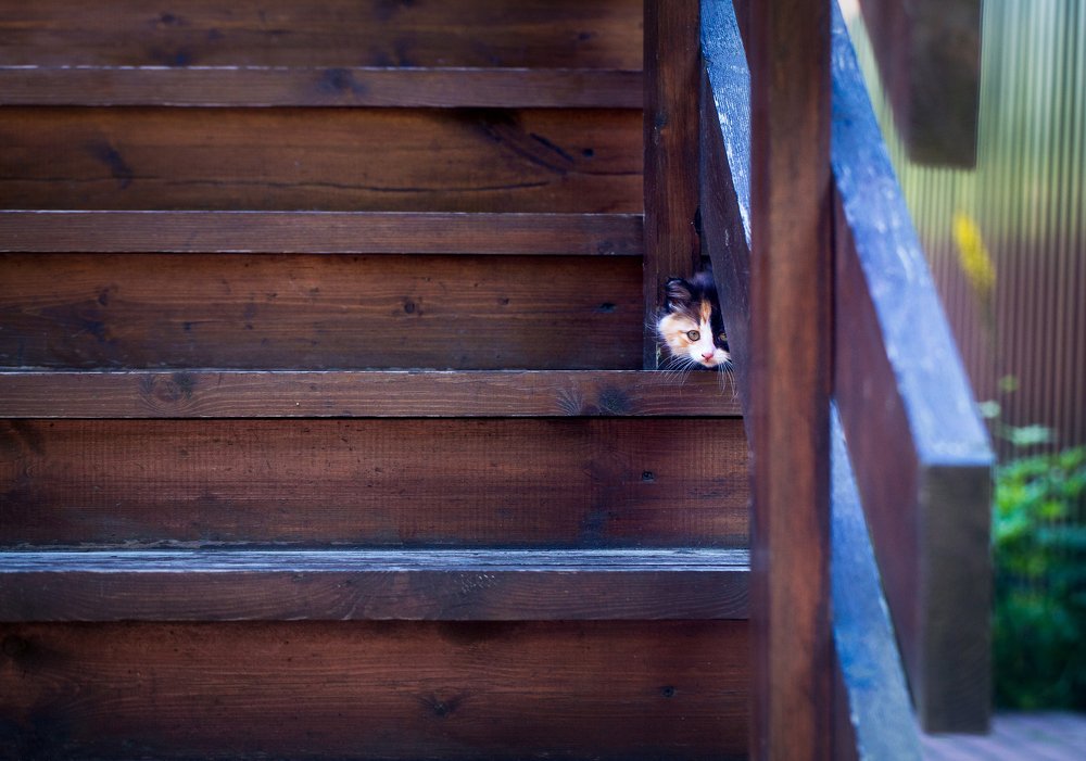 Фотография автора Оксана Мерзликина