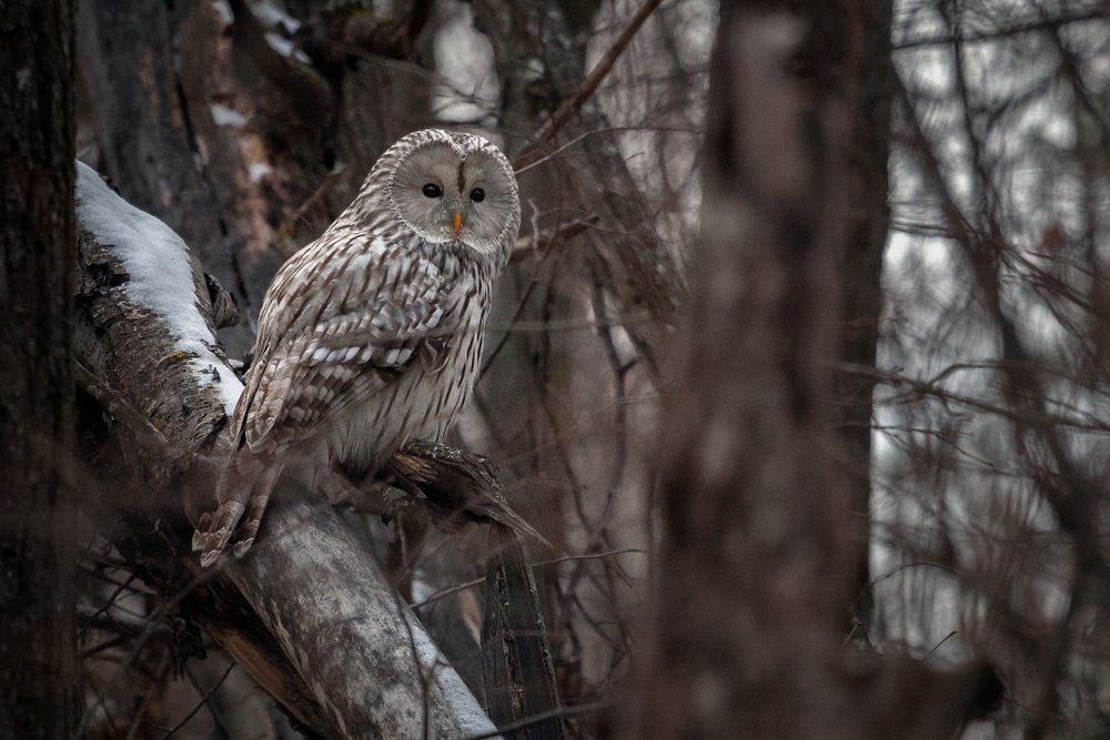 Photograph by Марат Кучкаев