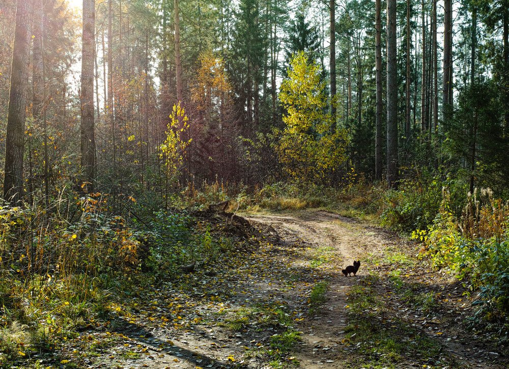 Photograph by Лариса Лофицкая