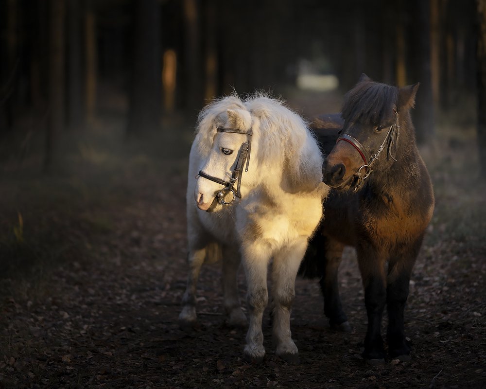 Photograph by Элеонора Чернова