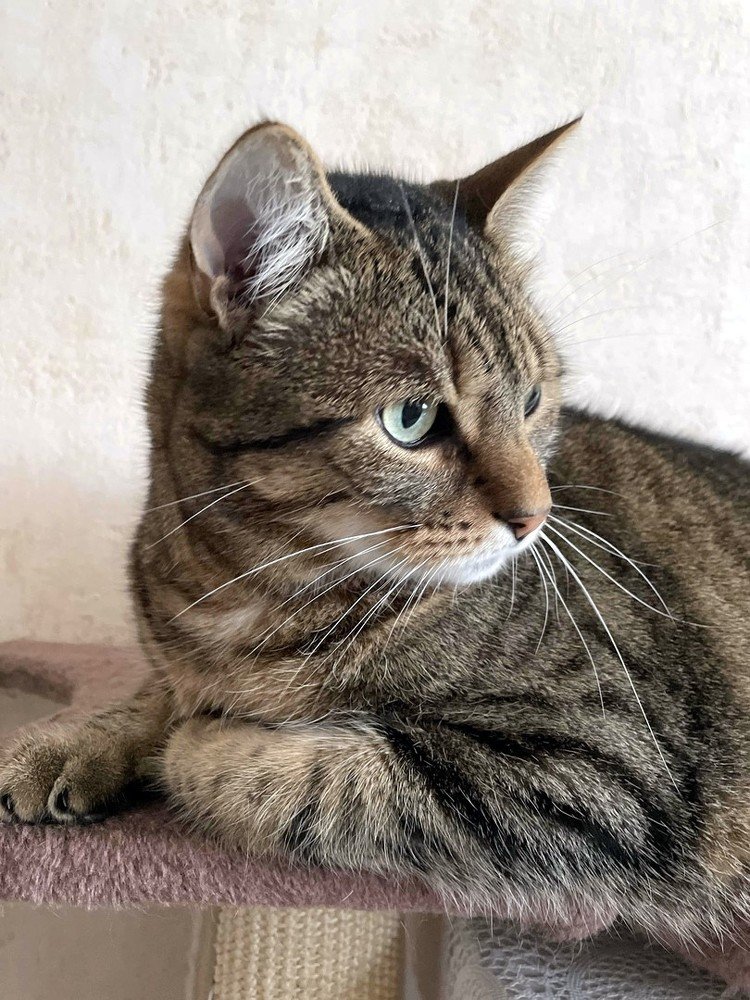 Настроение кота