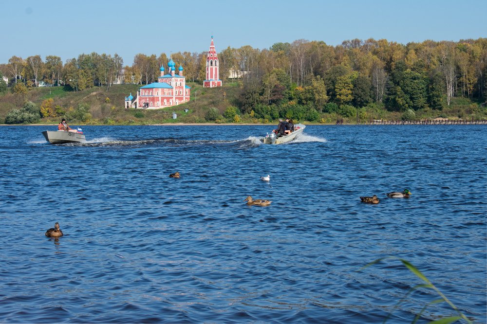 плавающие и ходящие по воде