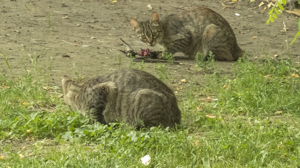 Кошка-охотница и ее кот