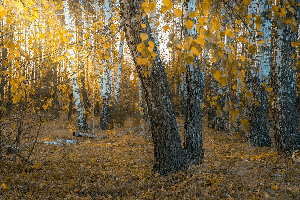 Photograph by Игорь Кляхин