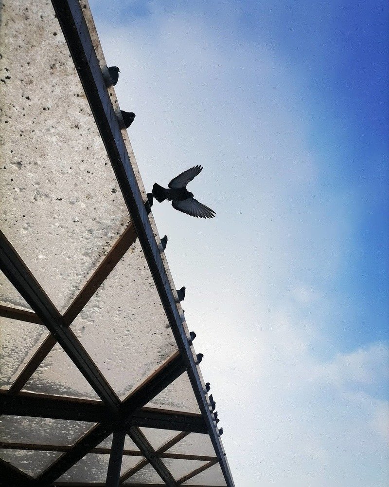 Танец голубя