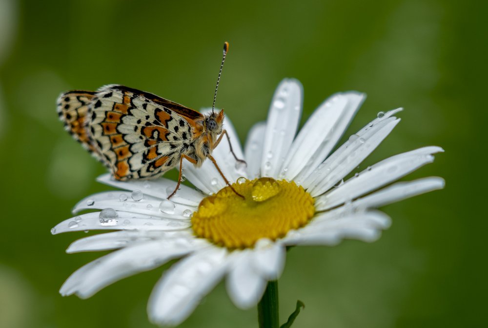 Photograph by Игорь Кляхин