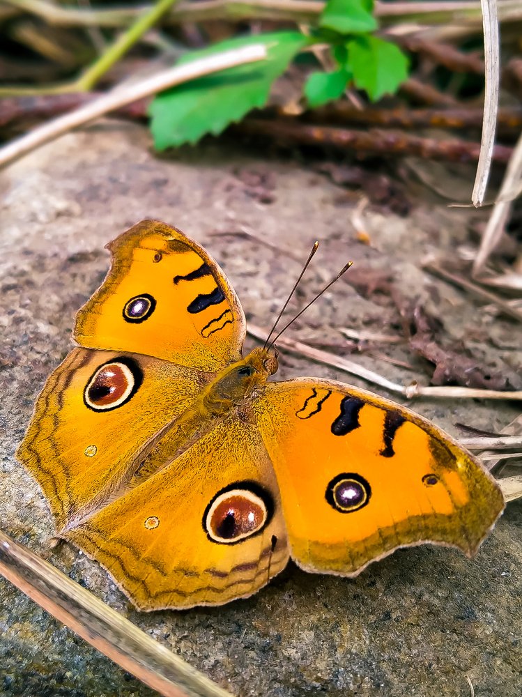 I have four eyes in my wings