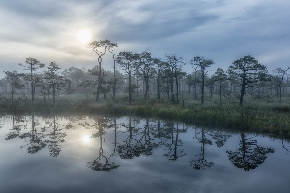 Туманное утро на болоте