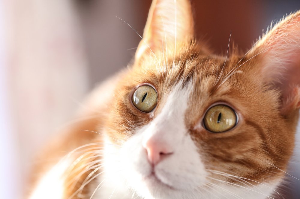 Photograph by Olga Oginskaya