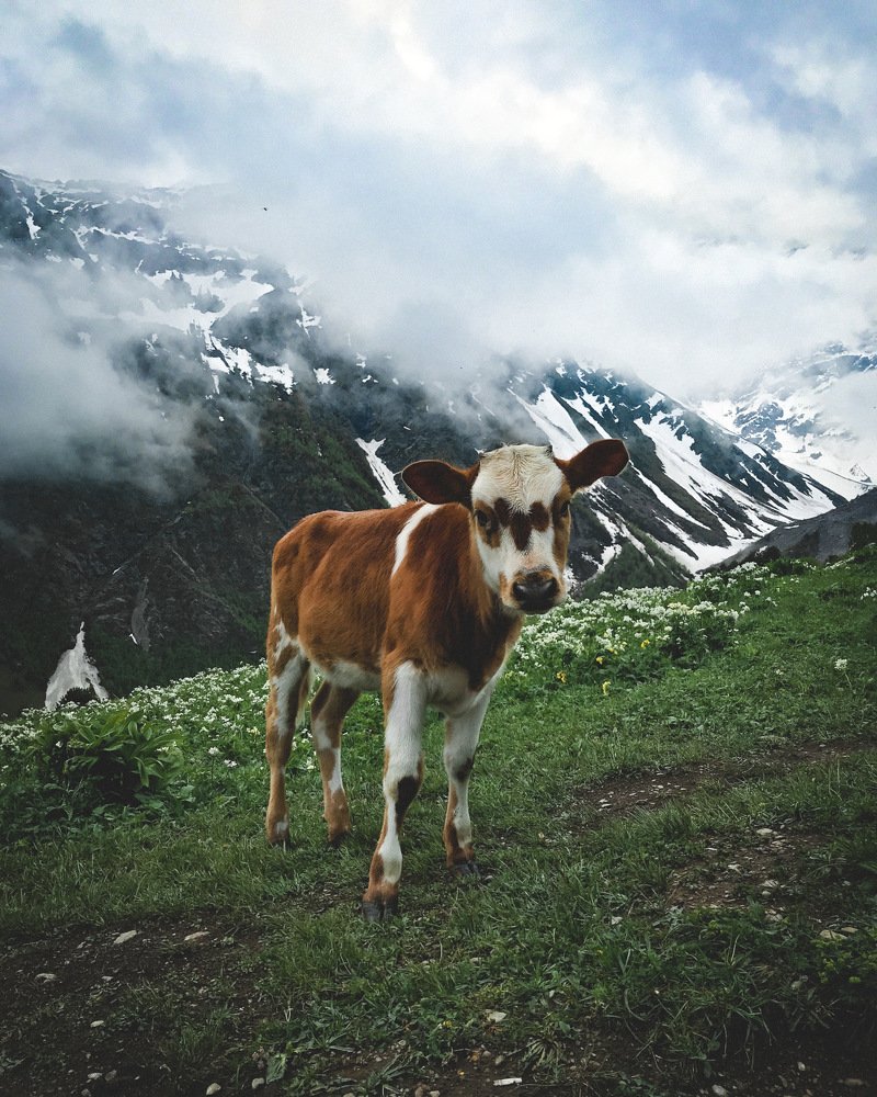 Photograph by Александр Козинец