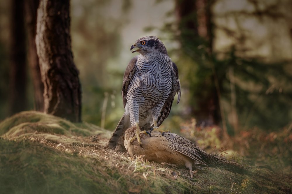 Hawk with its prey