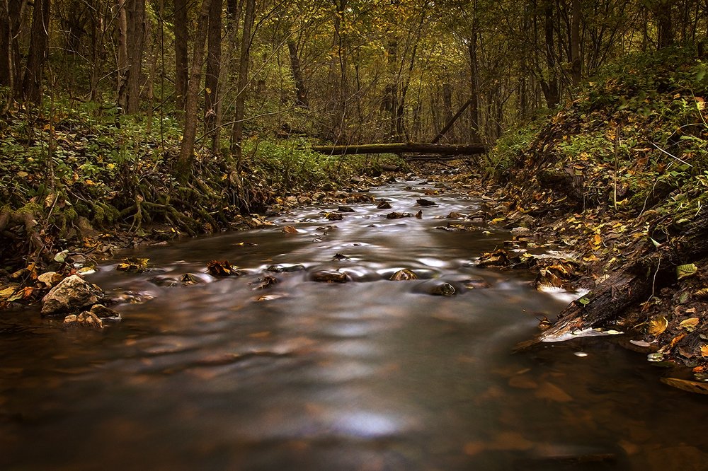 Лесной ручей