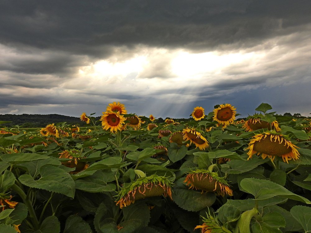 Photograph by Dejan Adžić