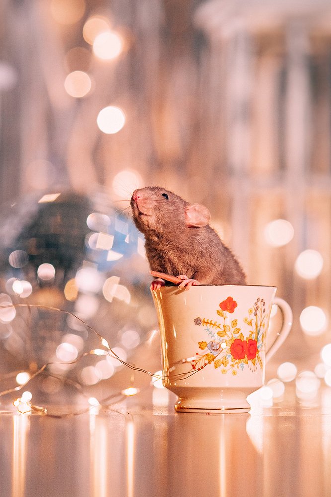 Photograph by Elvira Maksimova