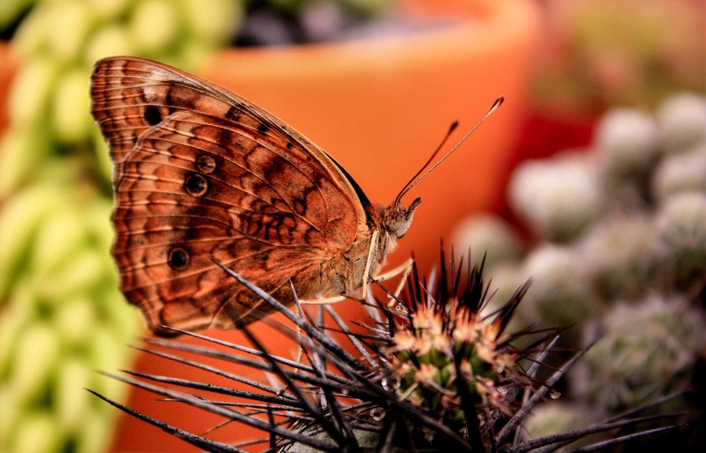 Photograph by Jorge Bagnuoli