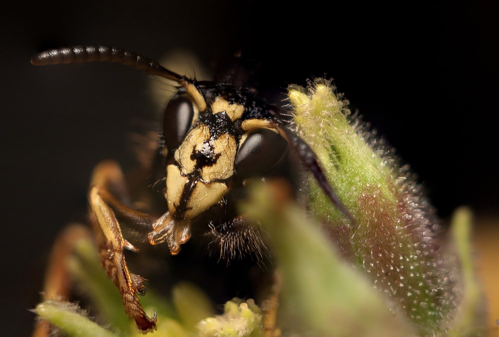 Photograph by Hans-Jürgen Hinz