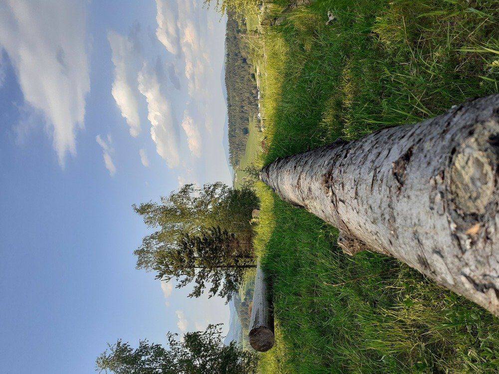 Tree love