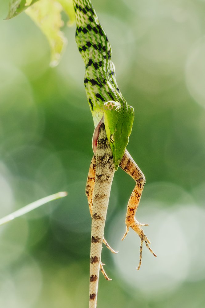 A bad day to be a lizard.