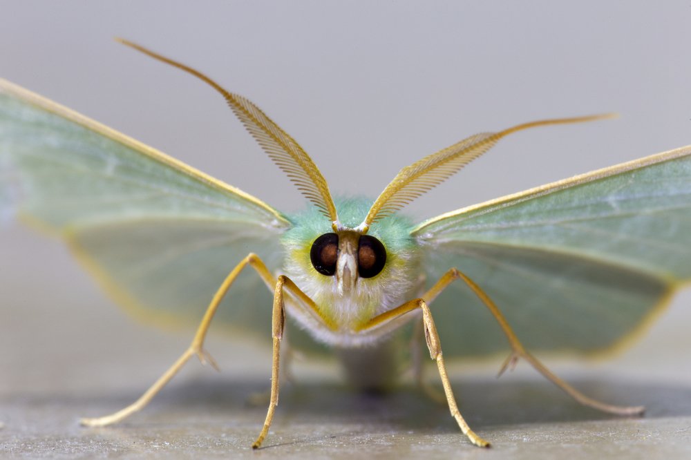 Photograph by TOH KAI HU