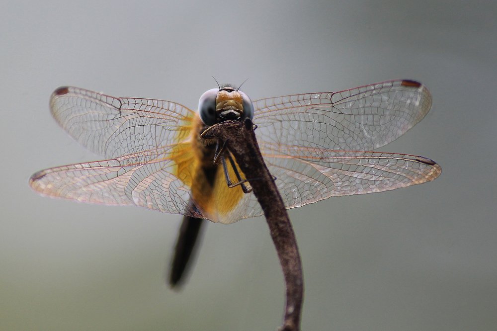 Transparent Dragonfly