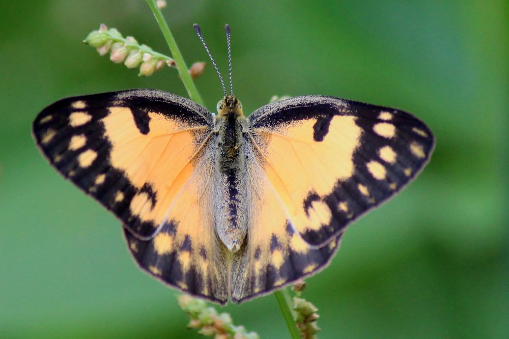 Butterfly Black Yellow