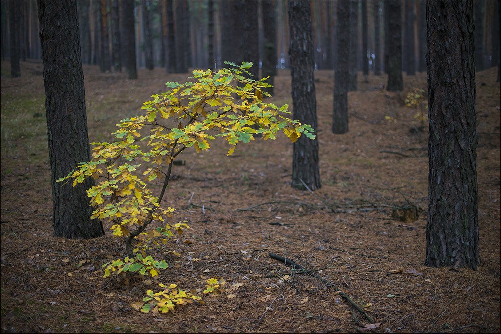 Свой среди чужих