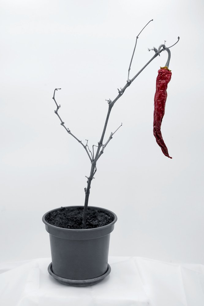 Новая жизнь,,,,Выжившие