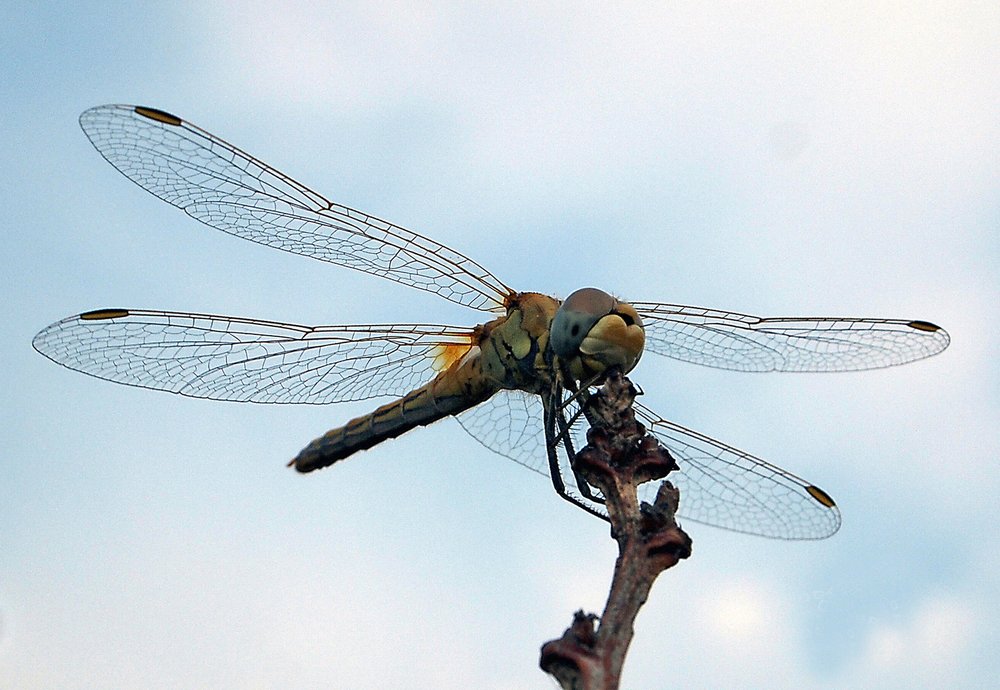 Фотография автора Aleksandar Idvorac