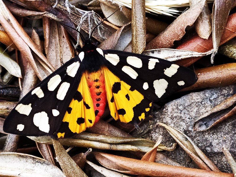 Фотография автора Aleksandar Idvorac