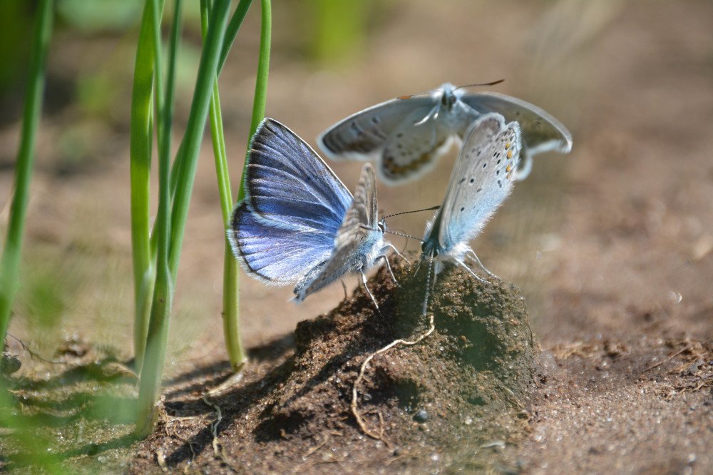 Встреча подружек