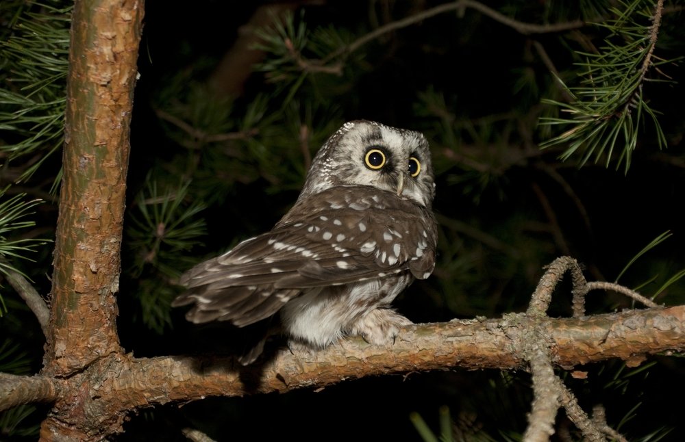 Фотография автора Oskars Smelins