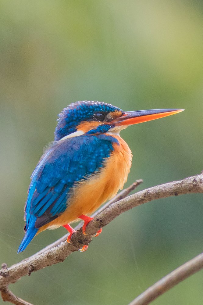 the vibrant colors of nature