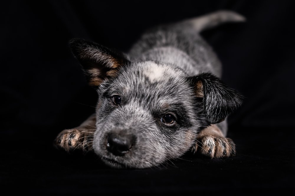 Photograph by Luca Gandin