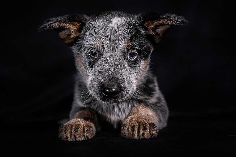 Photograph by Luca Gandin