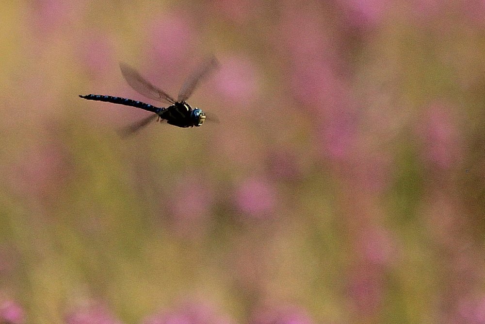 Photograph by Александр Велигура