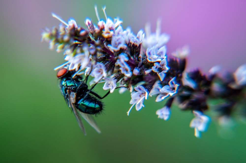 Photograph by Олеся