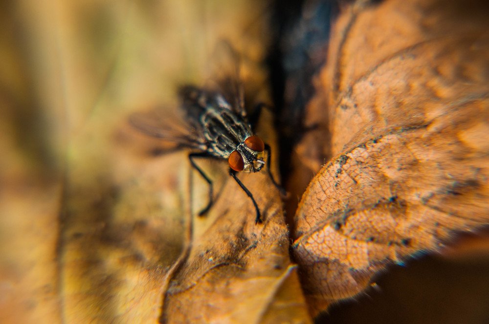 Photograph by Олеся