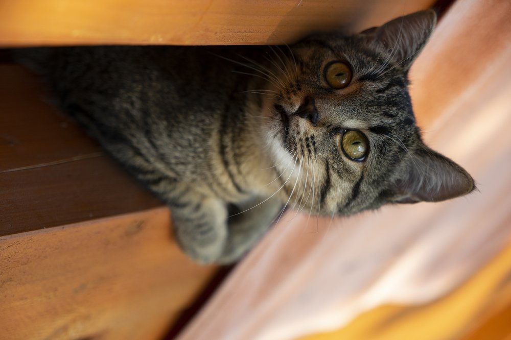 Фотография автора Ирина Зайцева