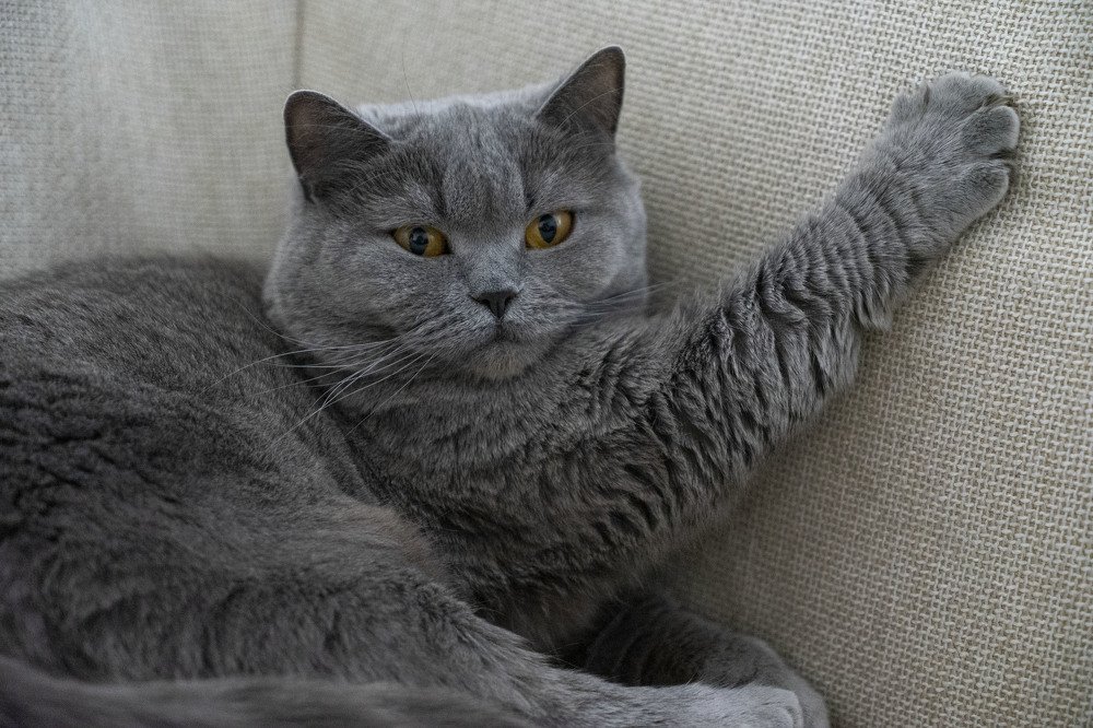 Фотография автора Ирина Зайцева