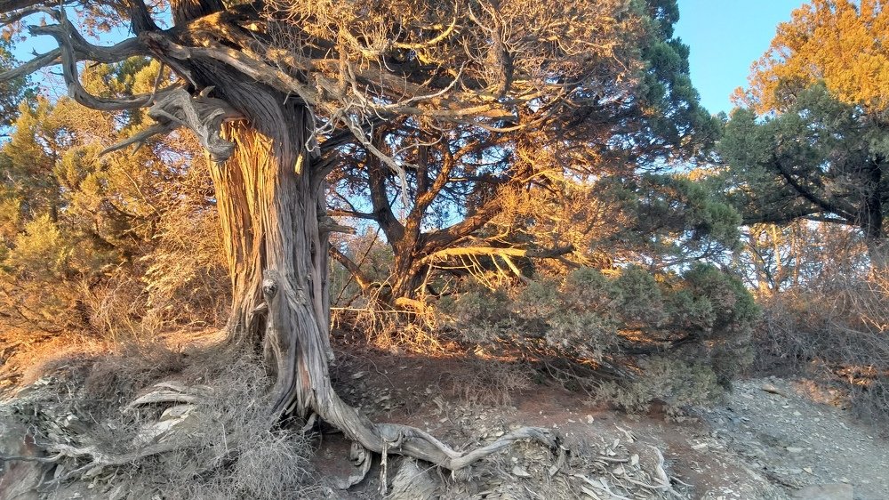 Можжевельник и мука