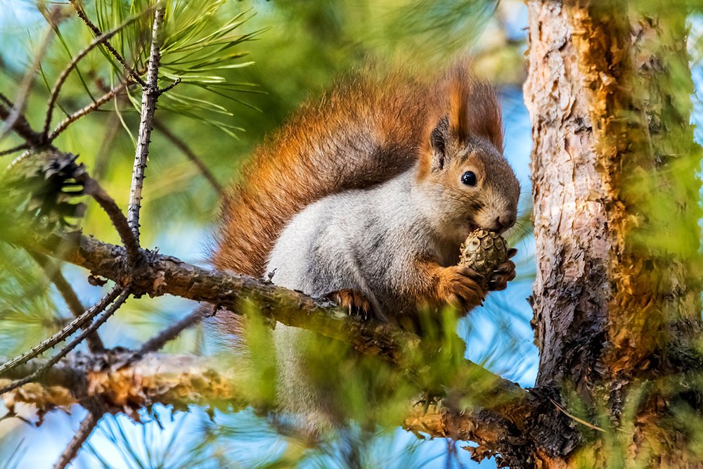 Завтрак на сосне
