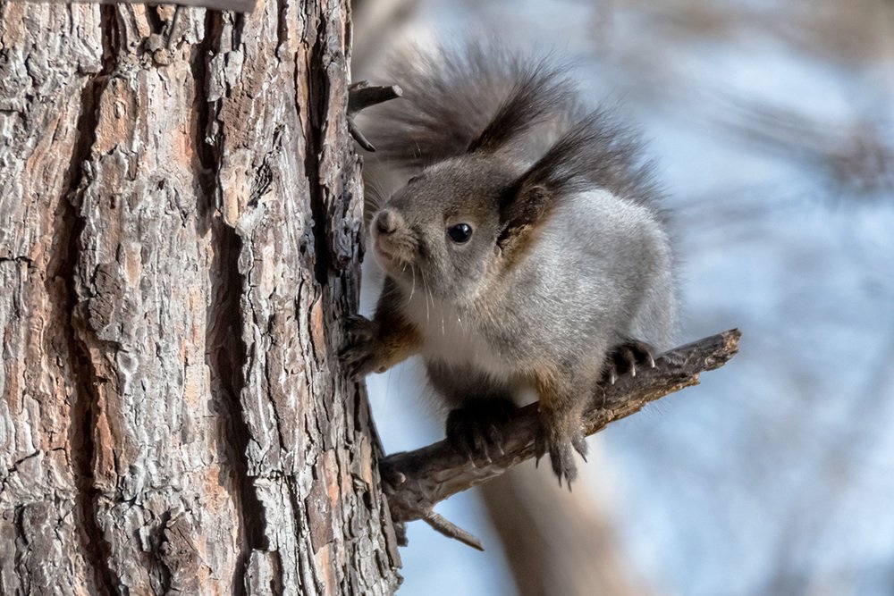 Photograph by Игорь Боголюбов